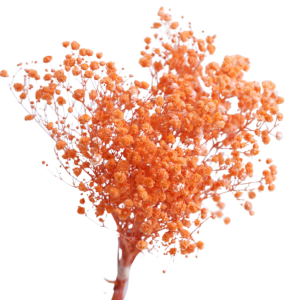 Orange Baby Breath | Dried Flower Wholesale 